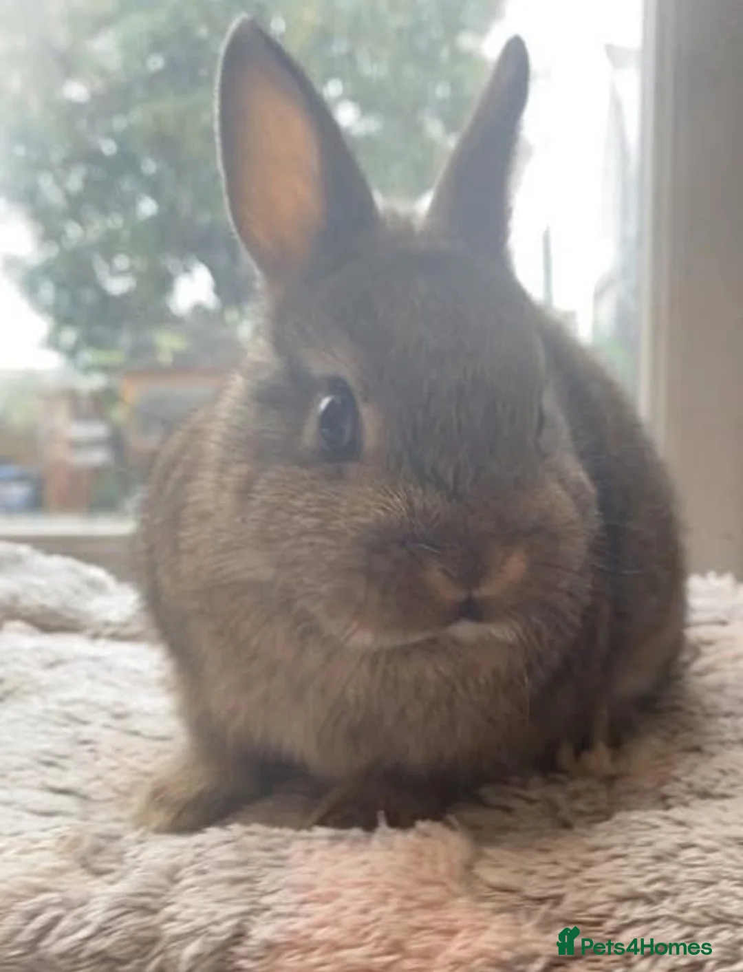 Netherland Dwarf rabbits for sale: Gorgeous netherland dwarf boys available in Stanley - Advert 4