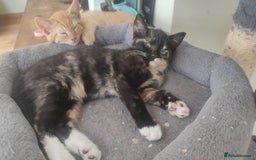 British Shorthair cats for sale: Adorable kittens  in Great Missenden - Image 24