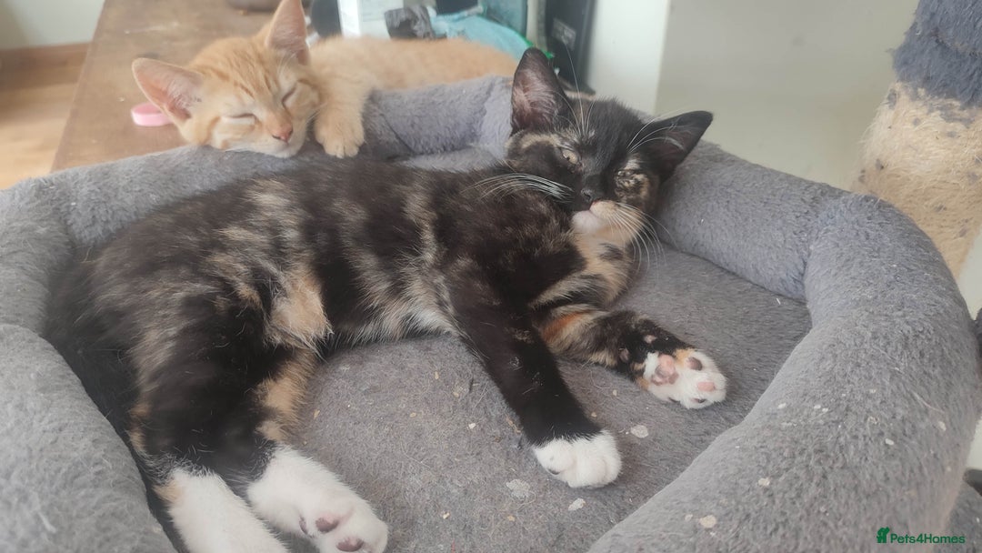 British Shorthair cats for sale: Adorable kittens  in Great Missenden - Image 24