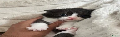 Scottish Fold 2