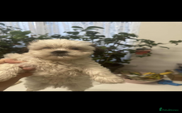 Shih Tzu dogs for sale: Shih Tzu puppies - Image 2