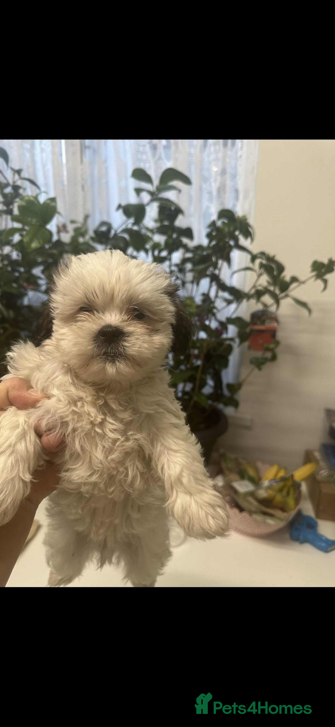 Shih Tzu dogs for sale: Shih Tzu puppies - Image 2