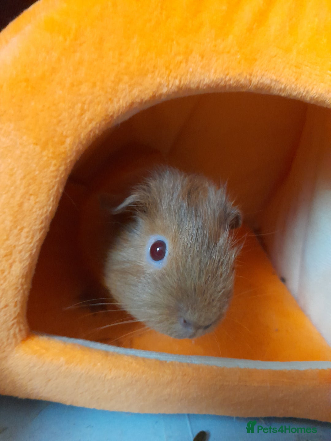 Guinea Pig rodents for sale: 2 male guniea pigs for sale - Advert 11