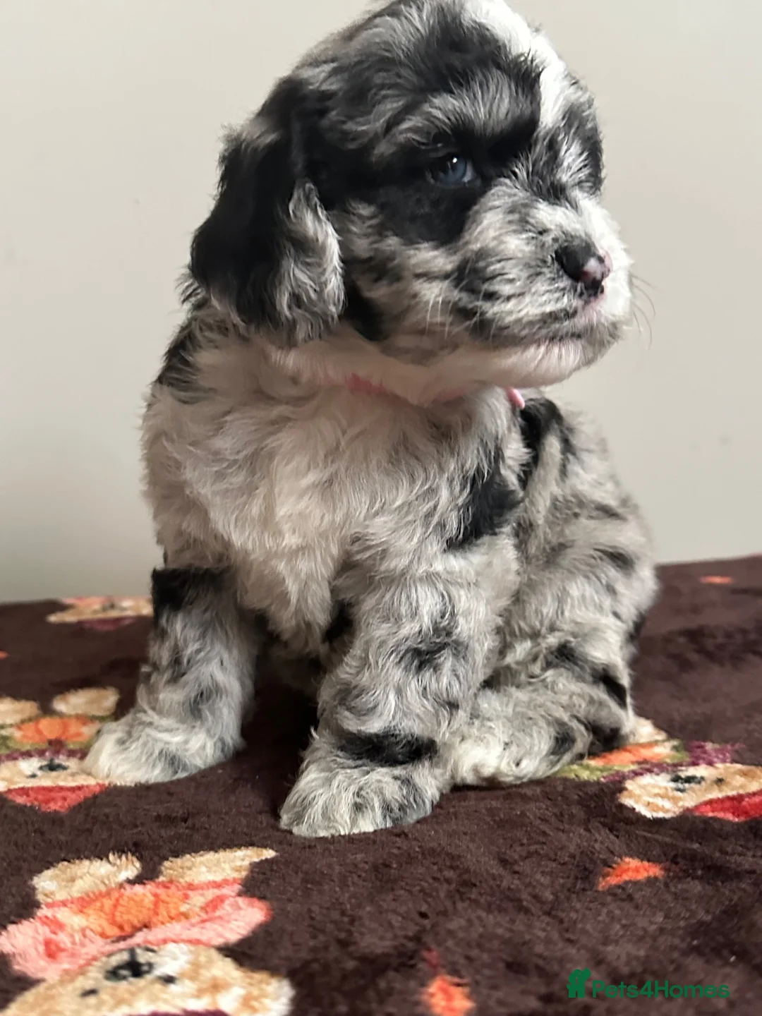 Sheepadoodle dogs for sale: Unique mini sheepadoodle mix - Advert 2