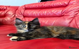 Maine Coon cats for sale: 3 LEFT NOW Purebred Maine Coon Kittens Blackburn - Image 6