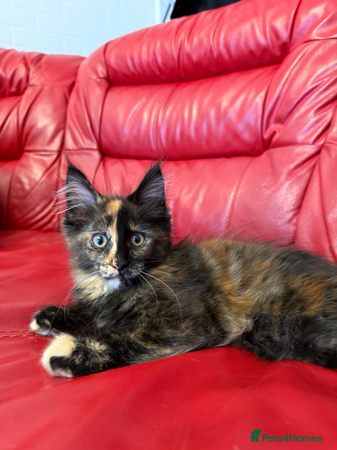 Maine Coon cats for sale: 3 LEFT NOW Purebred Maine Coon Kittens Blackburn - Image 6