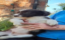 Sprollie dogs for sale: Border Collie x Springer Spaniel pups - Image 22