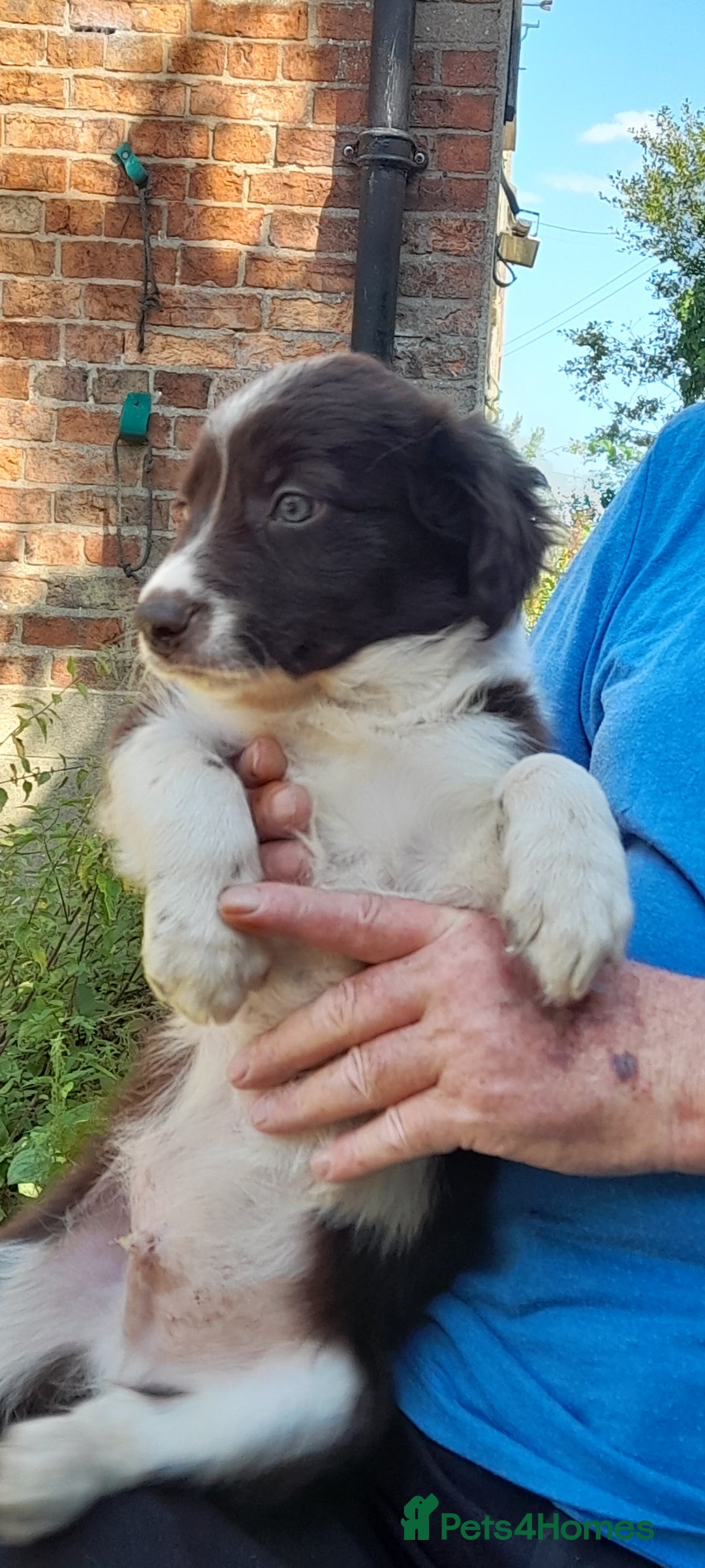 Sprollie dogs for sale: Border Collie x Springer Spaniel pups - Image 22
