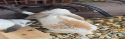 French Lop rabbits for sale: Giant french lop babies - Advert 3