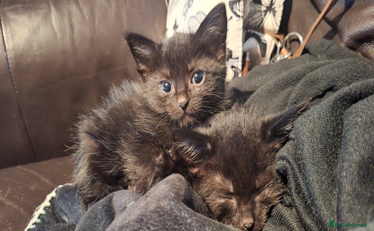 Mixed Breed cats - Advert 6