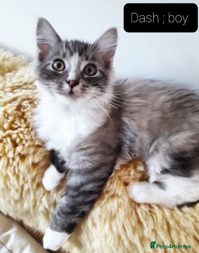 Ragcoon cats Maincoon × Ragdoll (Ragcoon)  chunky boys  - Advert 2