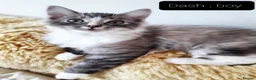 Ragcoon cats for sale: Maincoon × Ragdoll (Ragcoon)  chunky boys  - Advert 9