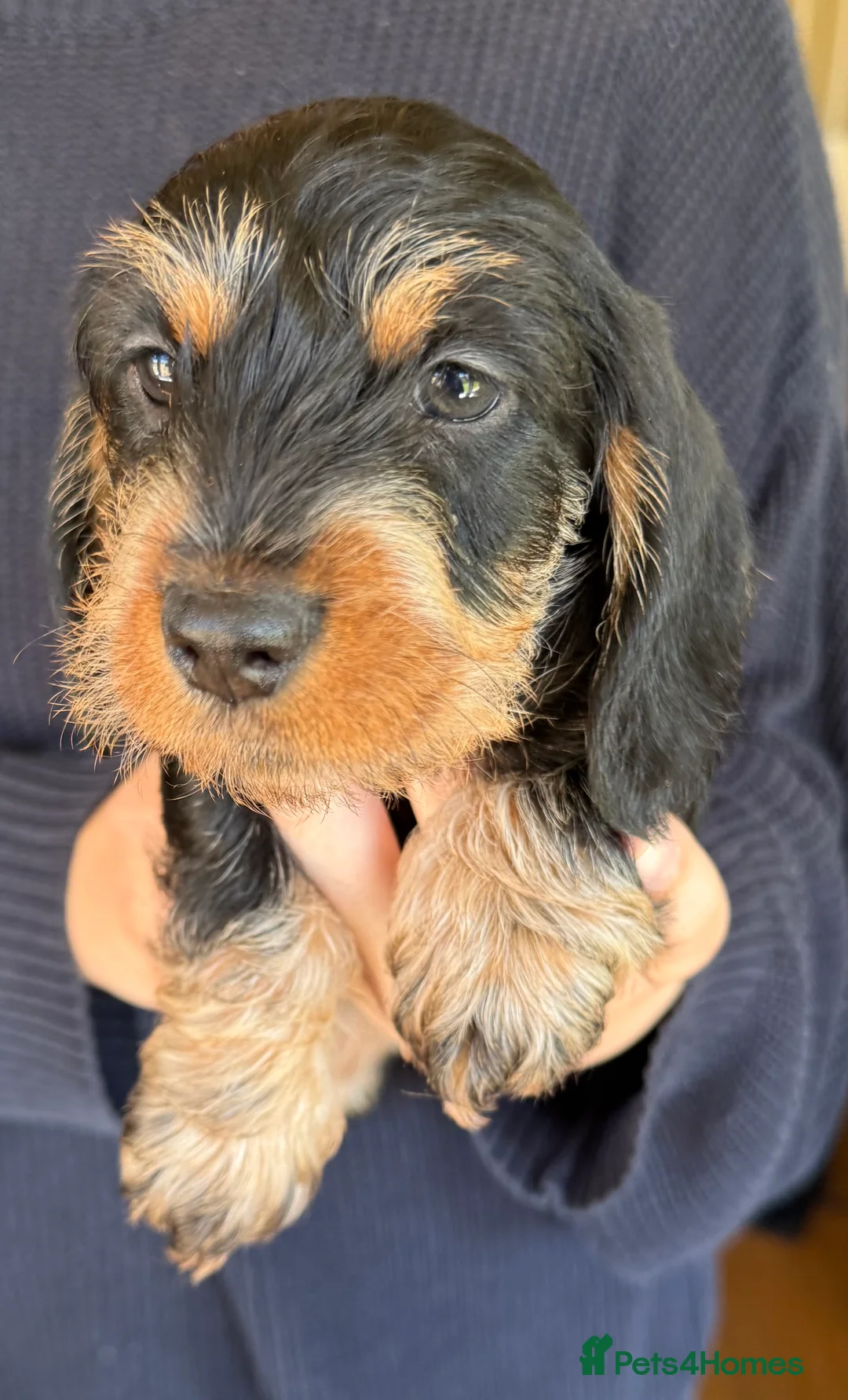 Dachshund dogs for sale: Kc registered miniature wire haired dachshunds  - Advert 8