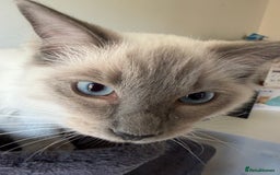 Ragdoll cats for sale: Ragdoll Kittens Looking for Their Forever Homes  - Image 8