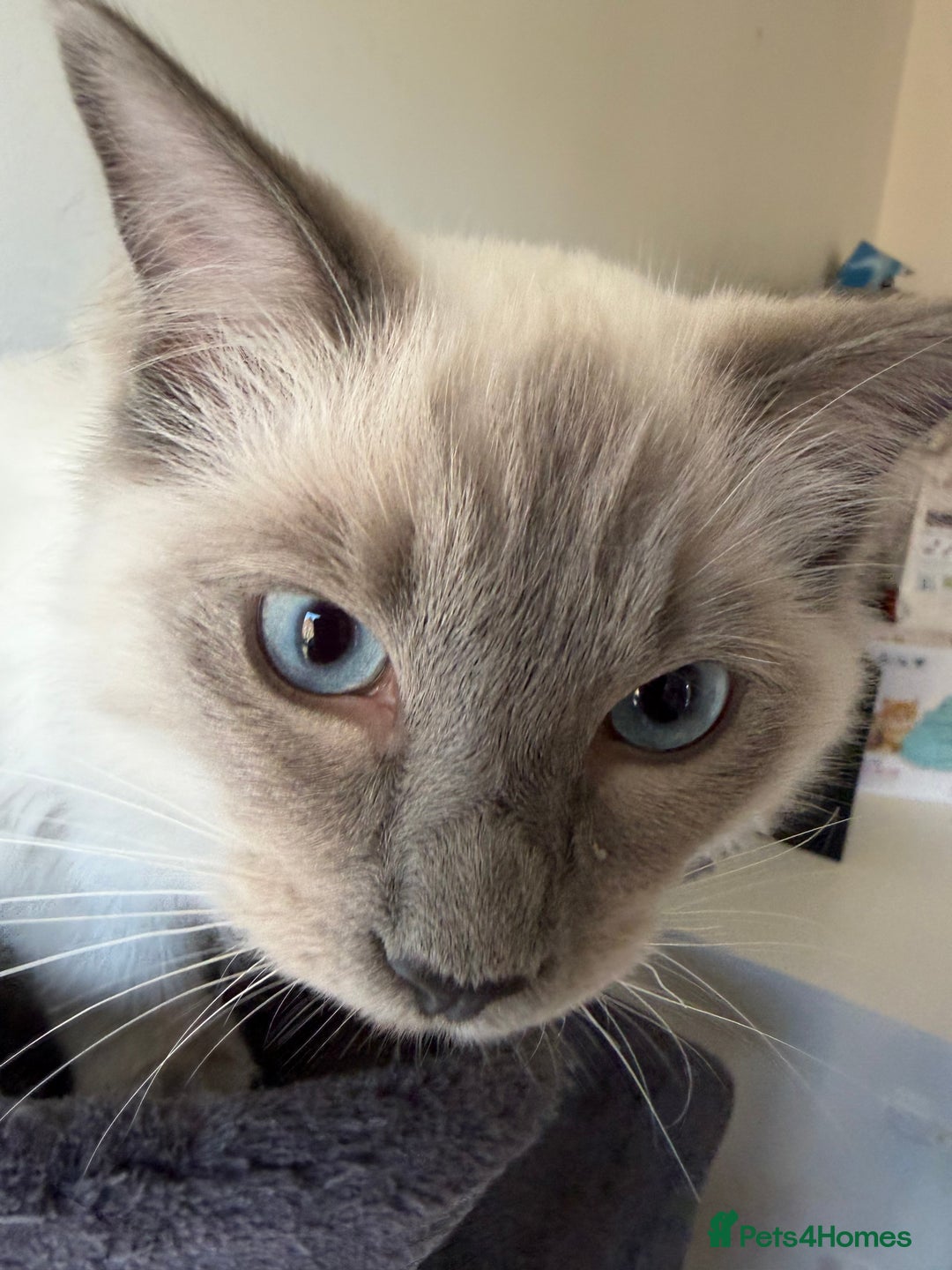 Ragdoll cats for sale: Ragdoll Kittens Looking for Their Forever Homes  - Image 8
