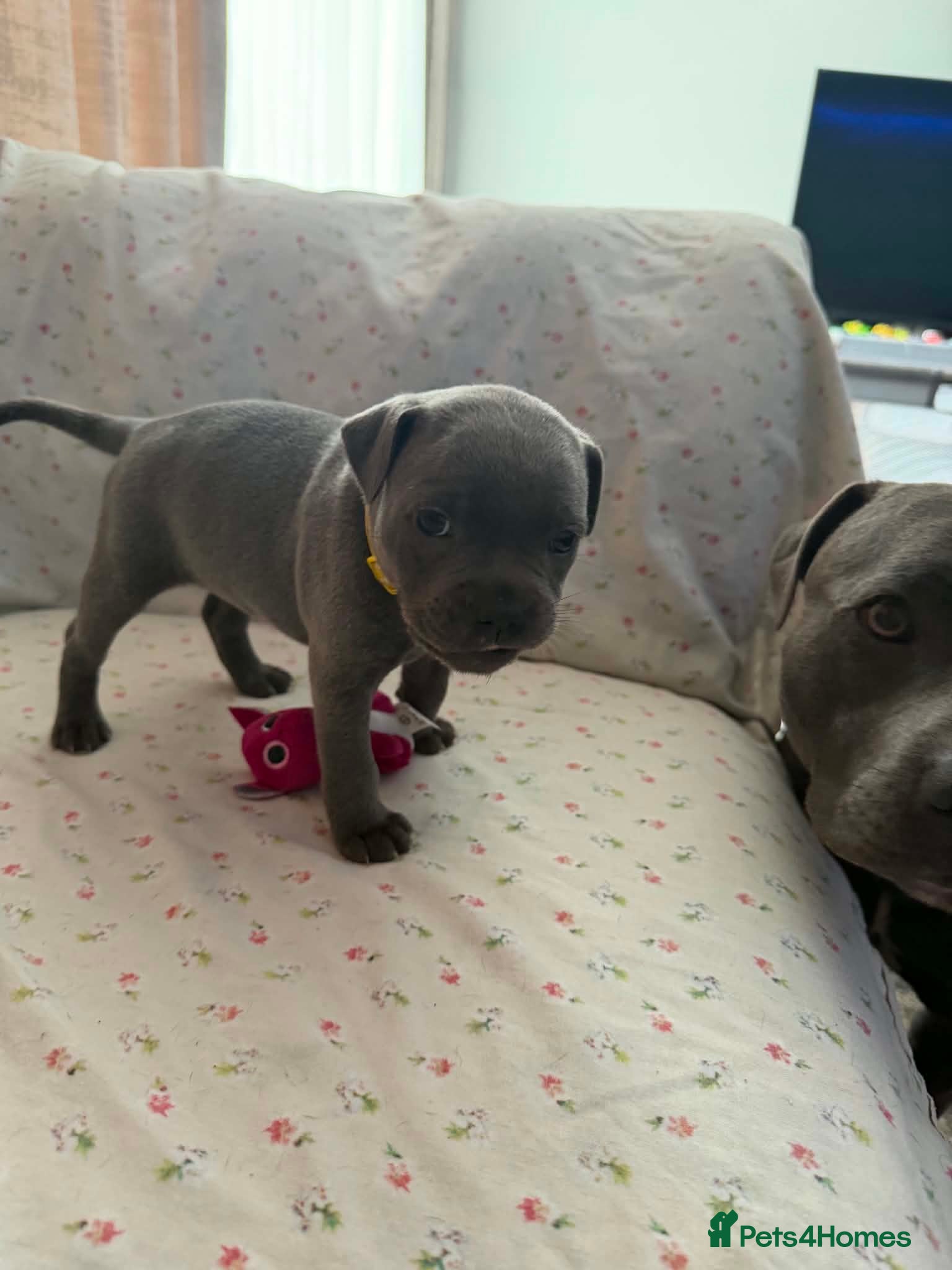 Staffordshire Bull Terrier dogs Adorable KC registered blue staffy puppies  - Advert 2