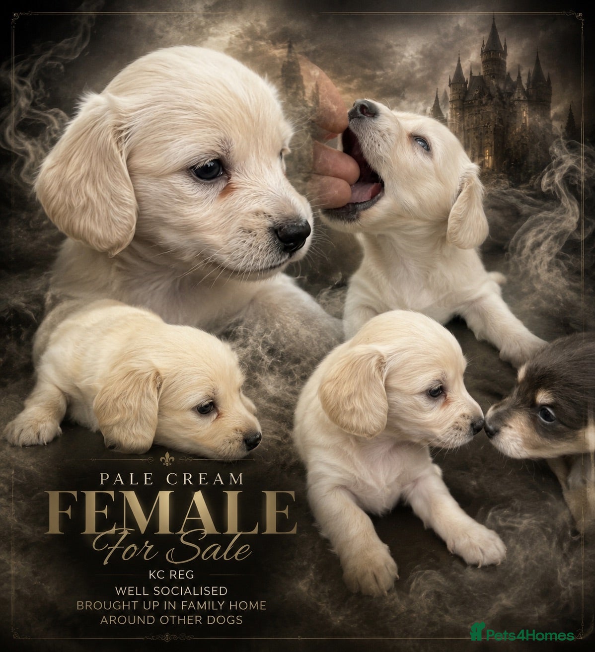 Miniature Dachshund dogs PRA clear & KC reg Stunning Long hair Puppies - Advert 2