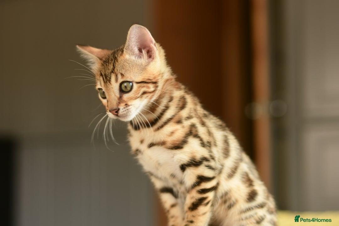 Bengal cats for sale: Show quality Bengal kittens available  - Image 5