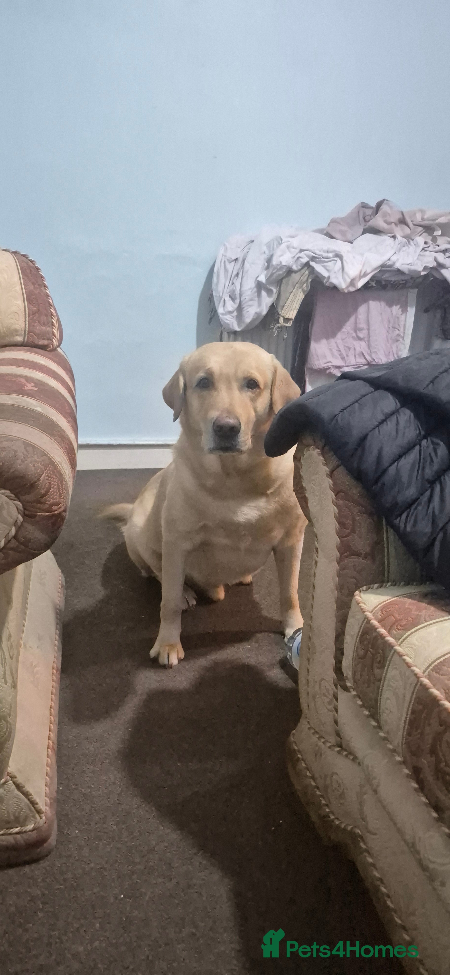 Labrador Retriever dogs Labrador Retrieve for stud - Advert 1