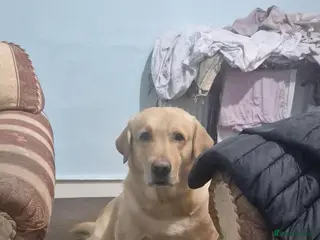 Labrador Retriever dogs Labrador Retrieve for stud - Advert 1