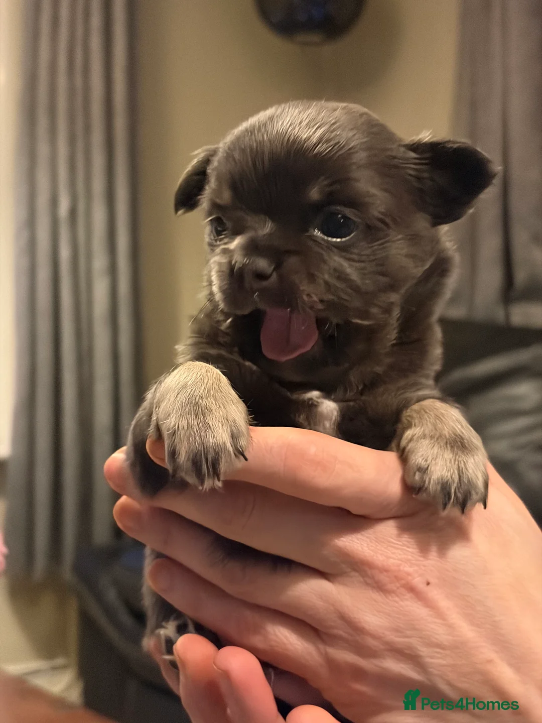 Chihuahua dogs for sale: Beautiful chihuahua puppies in Leatherhead - Advert 12