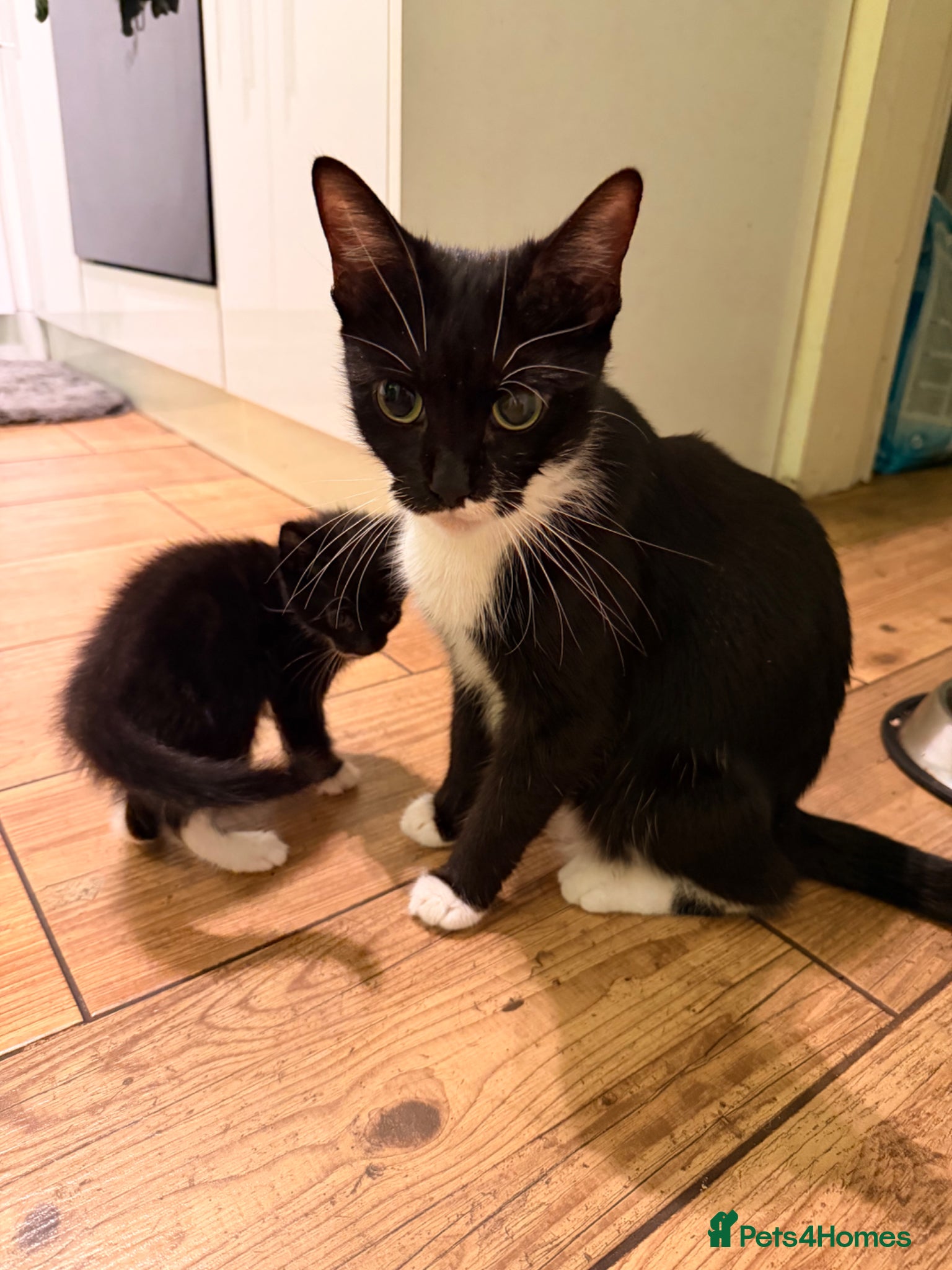 Mixed Breed cats Kitten  - Advert 2