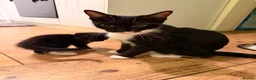 Mixed Breed cats for sale: Kitten  in Birmingham - Advert 1