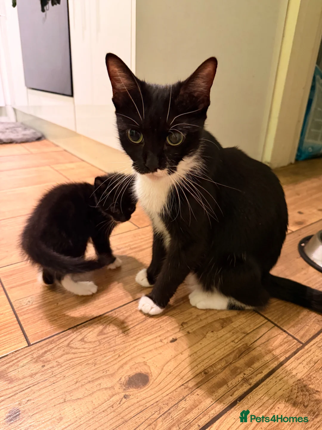 Mixed Breed cats for sale: Kitten  in Birmingham - Advert 1