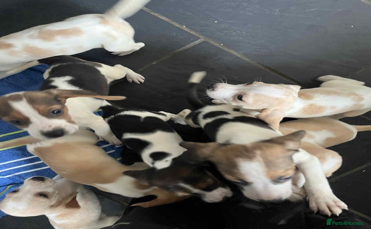 Beagle dogs - Advert 2