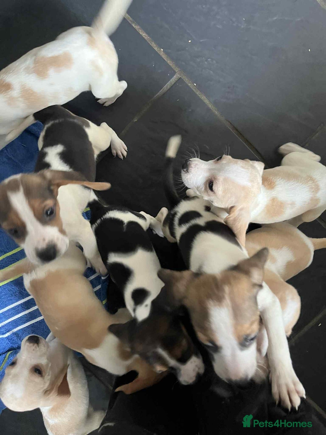 Beagle dogs for sale: Beautiful beagle puppies  - Image 1