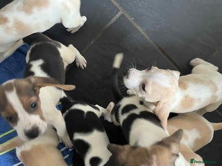 Beagle dogs - Advert 1