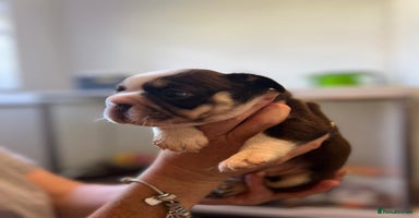 French Bulldog dogs - Advert 8
