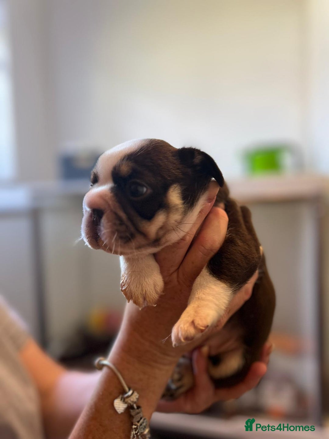 French Bulldog dogs for sale: French Bulldog Puppies  - Image 3