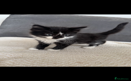 Mixed Breed cats for sale: Beautiful Mixed Breed Kitten  - Image 5