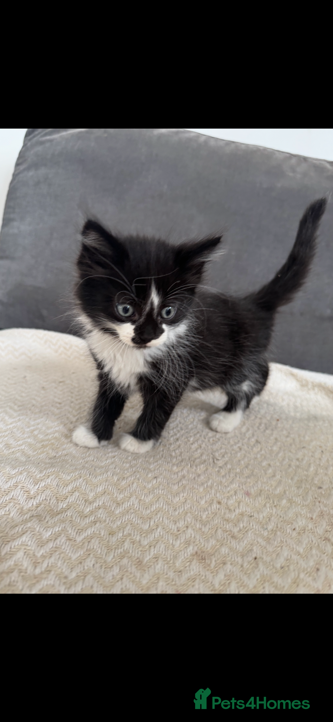 Mixed Breed cats for sale: Beautiful Mixed Breed Kitten  - Image 5