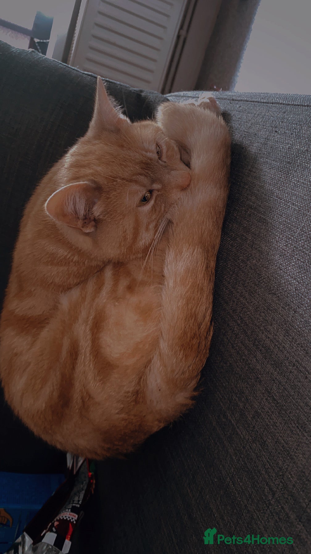 Domestic Shorthair cats Harry 💙 please read description  - Advert 7