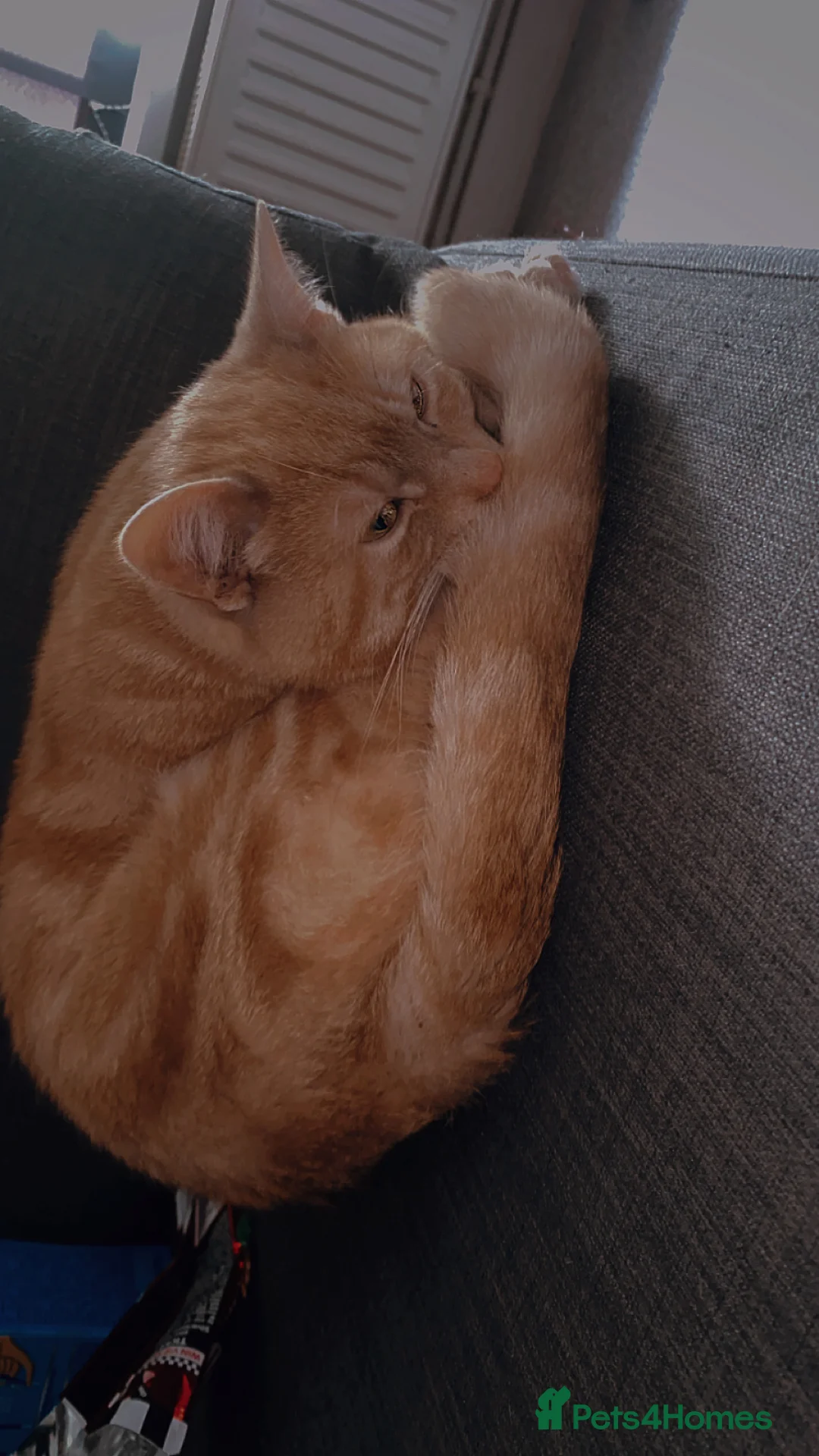 Domestic Shorthair cats for sale: Harry 💙 please read description  in Buxton - Advert 1