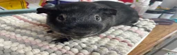 Guinea Pig rodents for sale: Beautiful Guinea Pig Boys - Advert 3
