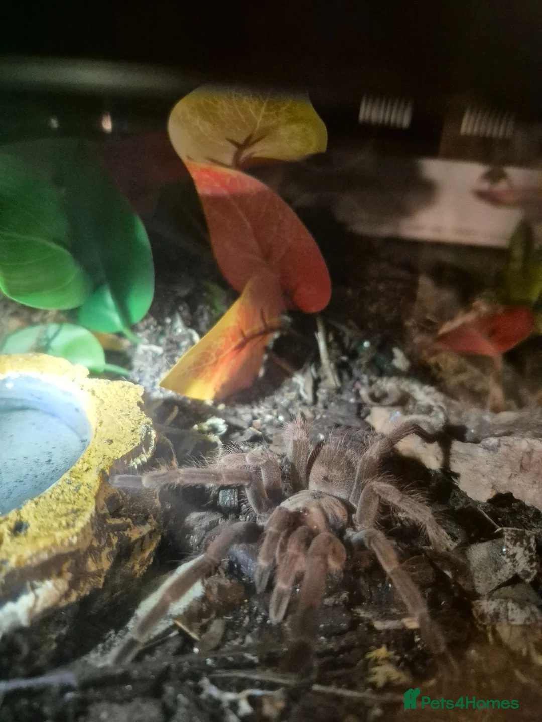 Spiders invertebrates for sale: Various tarantulas for sale - Advert 2