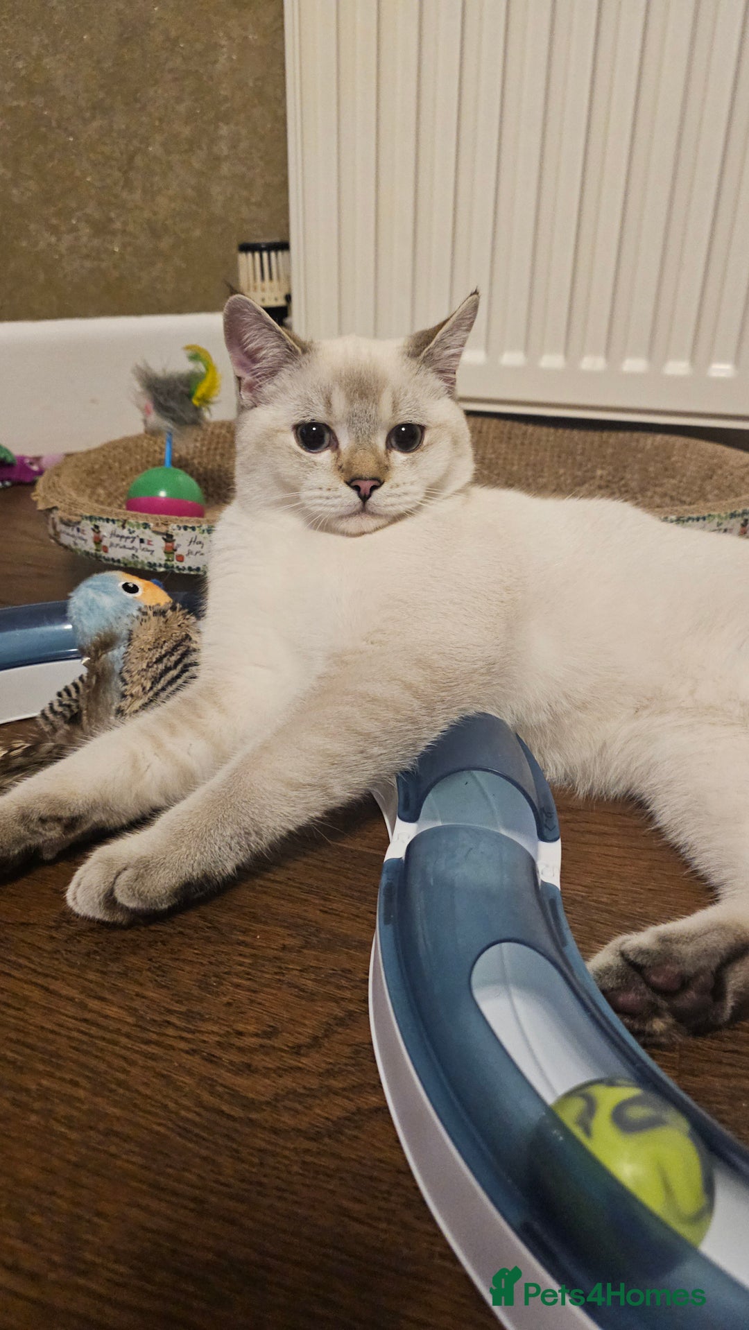 Scottish Fold cats for sale: 😸 Scottish Fold pedigree kittens😸 - Advert 14