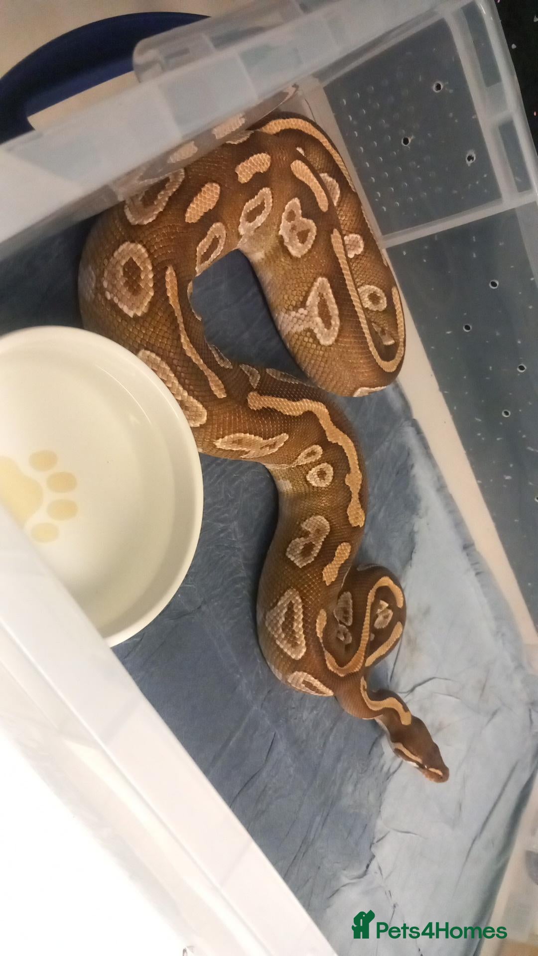 Python Snake reptiles Royal pythons - Advert 8