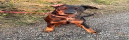 Mixed Breed dogs for sale: Rehome our beautiful Beauceron/Doberman - Advert 6