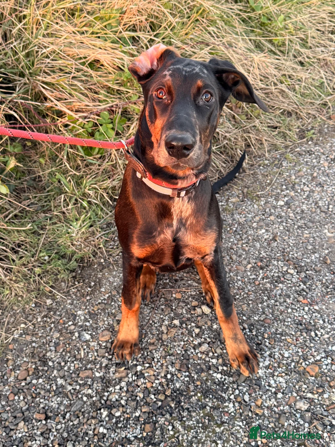 Mixed Breed dogs for sale: Rehome our beautiful Beauceron/Doberman - Advert 6