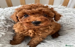 Toy Poodle dogs for sale: Toy Poodles - Image 6
