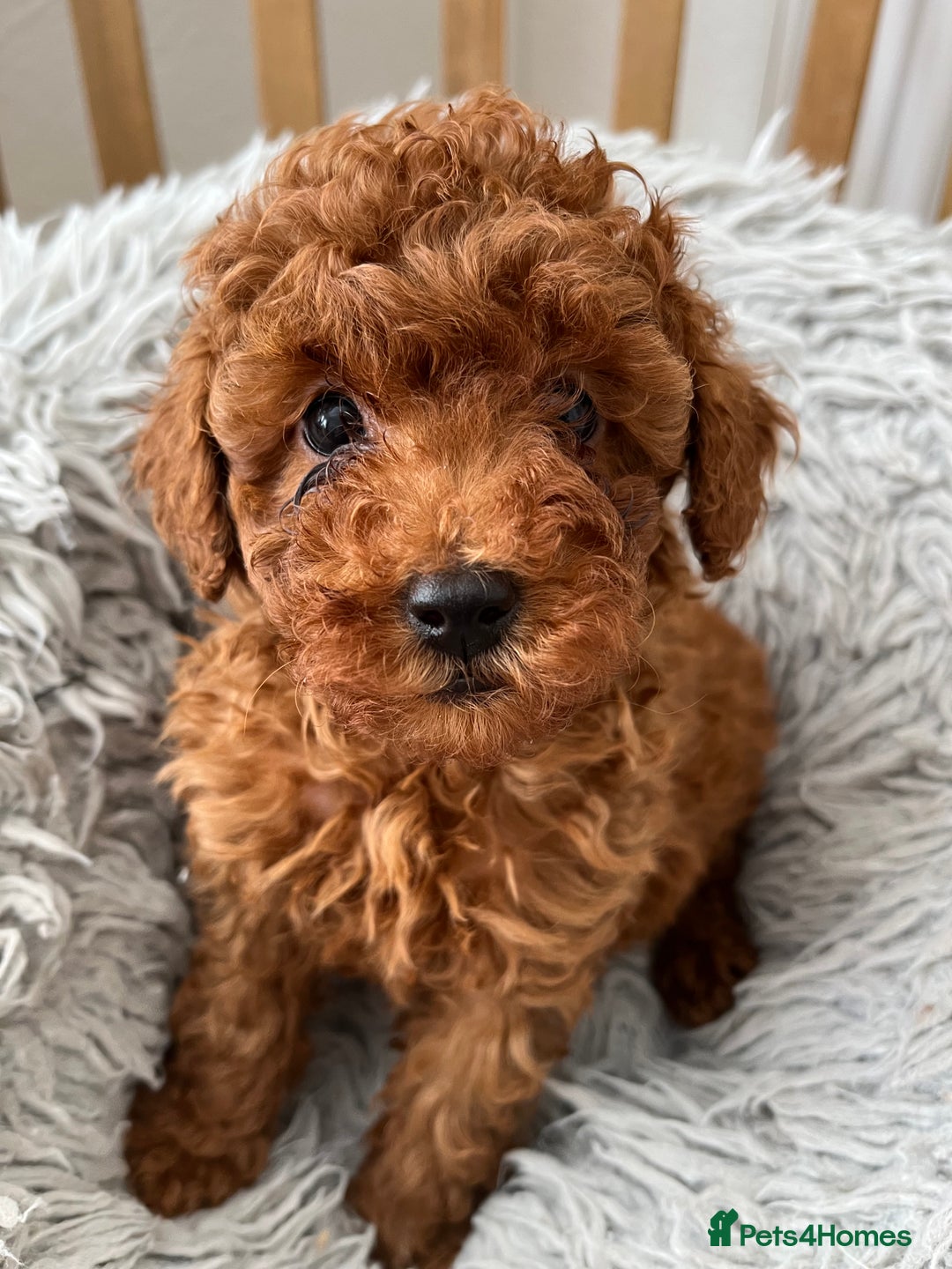 Toy Poodle dogs for sale: Toy Poodles - Image 6