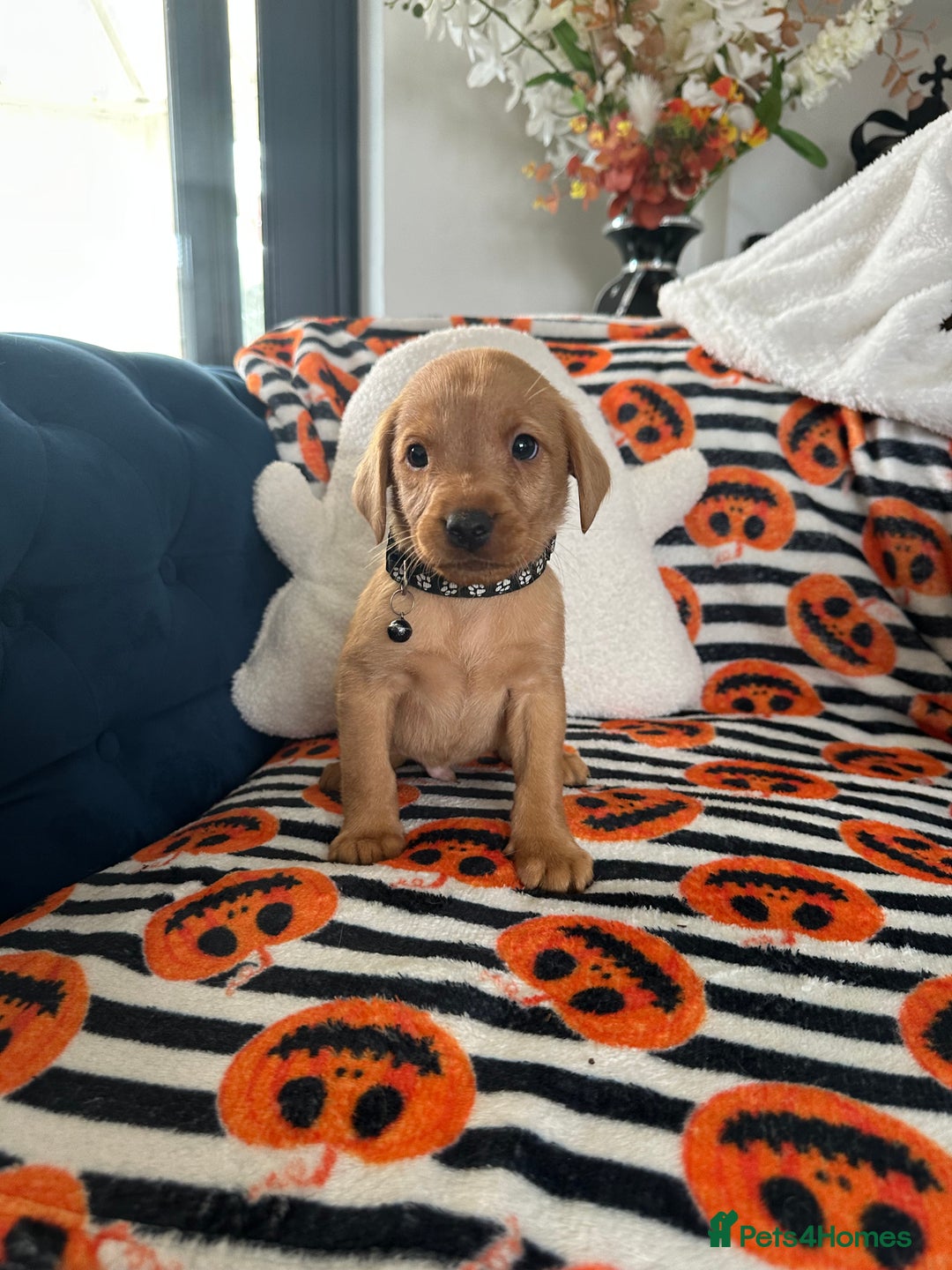 Labrador Retriever dogs for sale: Beautiful fox red Labrador pups - Image 26