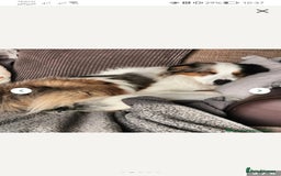 Border Collie dogs for stud: Dog for Stud - Image 6