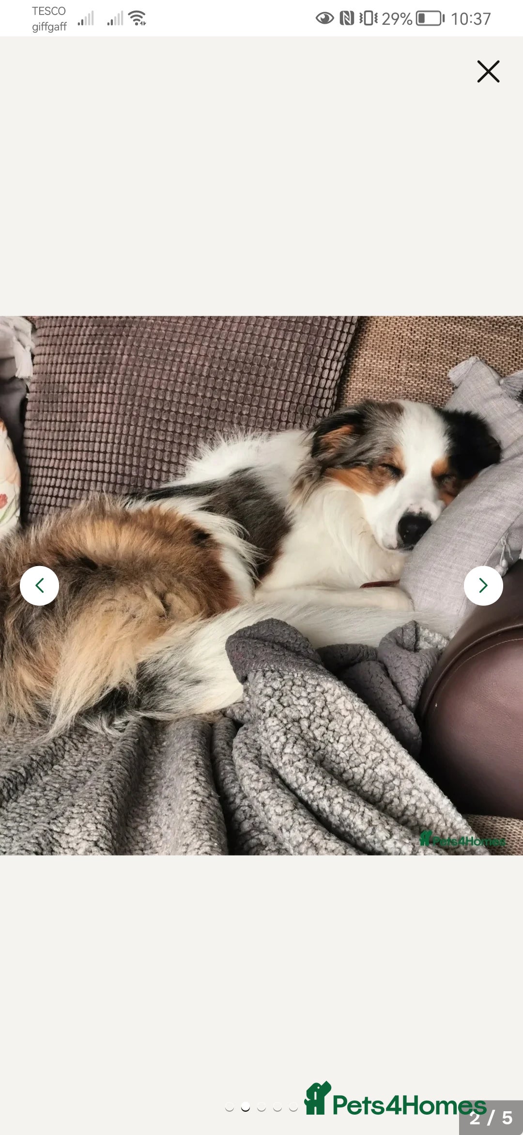 Border Collie dogs for stud: Dog for Stud - Image 6