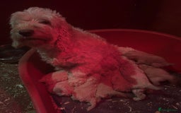 Cockapoo dogs for sale: Cockapoo Puppies (3/4 Toy Poodle/Cockapoo) - Image 10