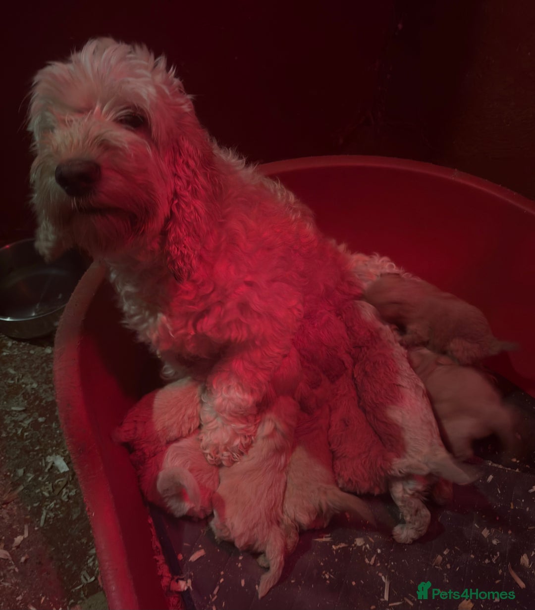 Cockapoo dogs for sale: Cockapoo Puppies (3/4 Toy Poodle/Cockapoo) - Image 10